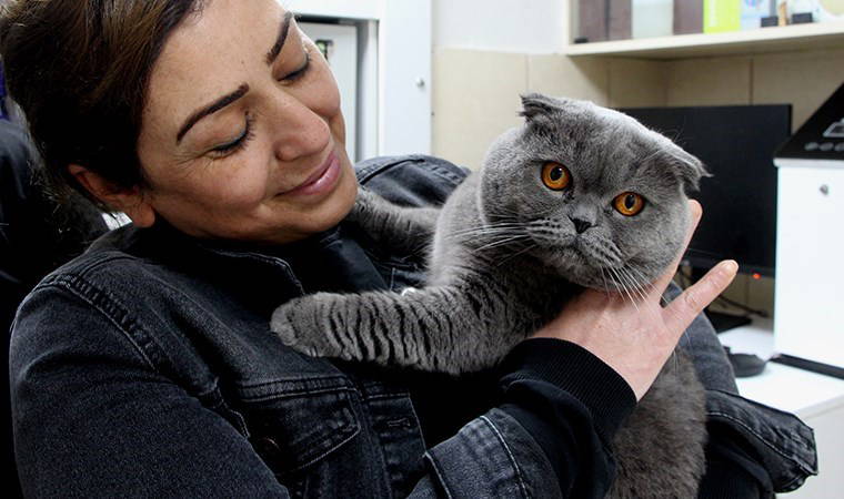 6 milyonda 1 görülüyor... 'Çift cinsiyetli' kedi Adana'da ameliyat edildi