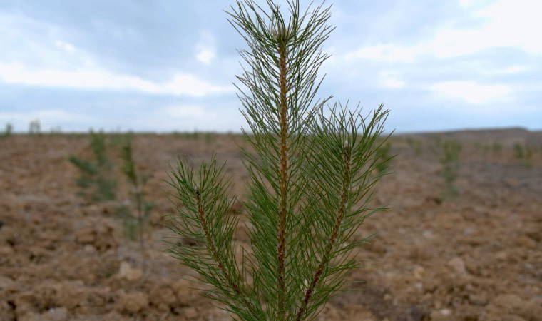 Şehir peyzajları için yeni proje: 81 ilde Bakanlık standardı geliyor