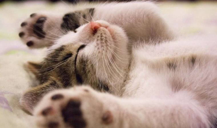 Kedilere sevgimizi gösterme zamanı: 17 Şubat Dünya Kediler Günü