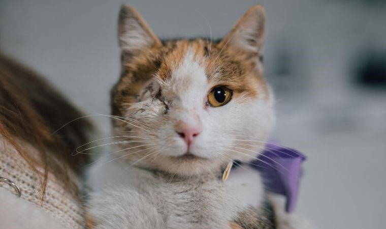 Sokaktan kurtarılan ve bir gözünü kaybeden 'Bergen' isimli kediye sıcak yuva aranıyor