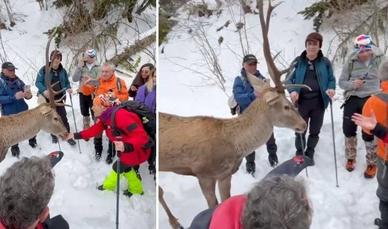 Elleriyle beslediler! Kartepe'de görülen kızıl geyik 'Maral' kayakçılara kendini sevdirdi