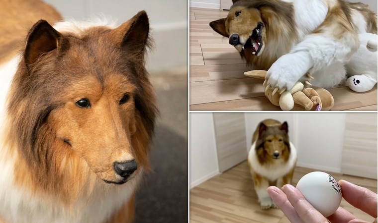 Köpek olmak için servet harcadı, şimdi kiraya veriyor