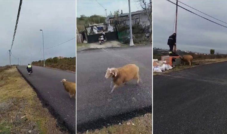 Beykoz’da sinirli bir koç, temizlik işçilerini kovaladı