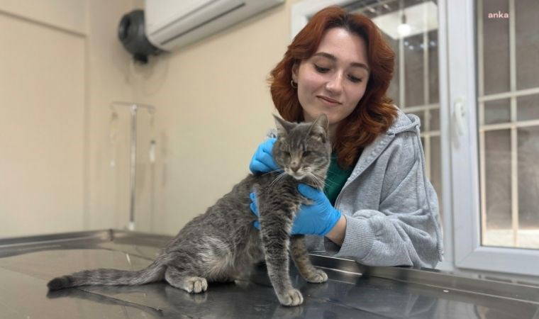 Görme engelli kediye veterinerin ismi verildi
