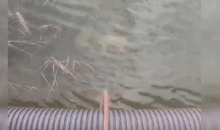 Eskişehir'de kan donduran olay! Taş bağlanarak dereye atılan yavru köpekler can verdi