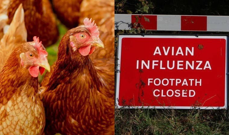 'Toplu' itlaf kararı uygulanıyor...