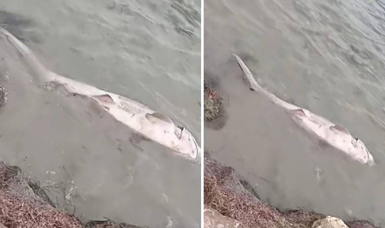 Nesli tehdit altında! O ilde kıyıya vurdu