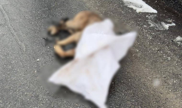 Köpeğin ayaklarını bağladılar: Silahla öldürüp sokağa attılar!