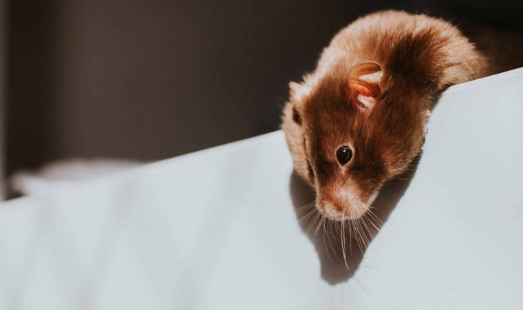 Hafıza nasıl çalışır, uyuyan farelerden neler öğrenebiliriz?