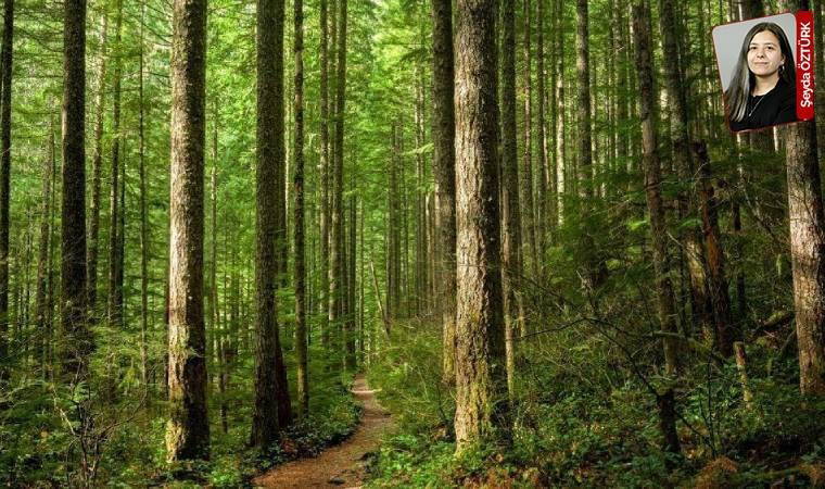 4 bine yakın ağaç kesilecek