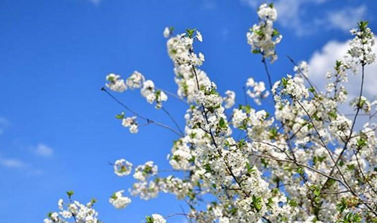 İkinci cemre ne zaman düşecek? İlk cemre düştü mü?