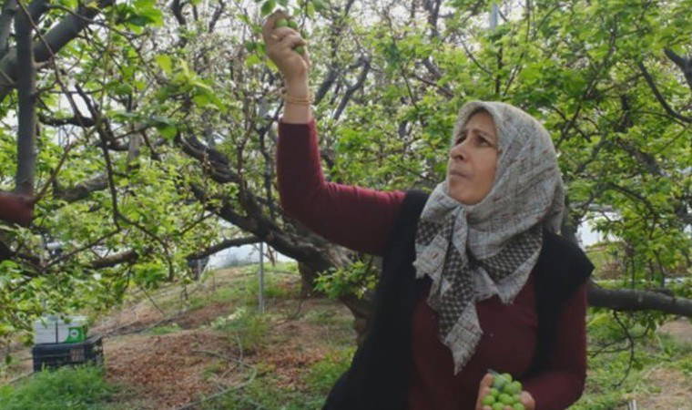 Mut'ta hasat telaşı: Kilosu 8 bin lira ama talebe yetişemiyorlar!