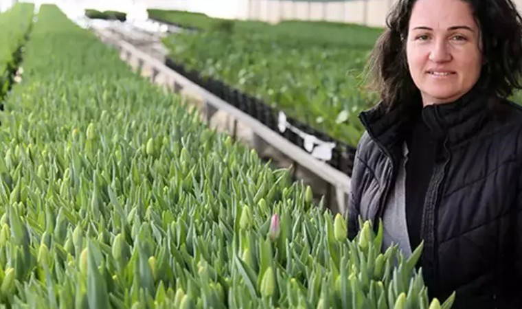 Toprakta değil suda yetişiyor! 1 dönümde 400 bin adet üretiliyor...