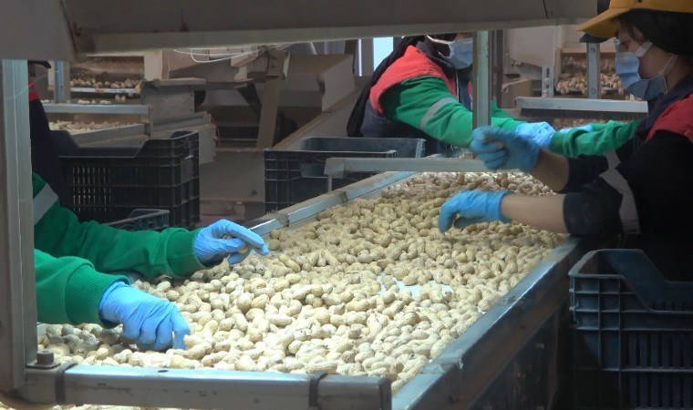 Sınırın sıfır noktasından tüm Türkiye'ye gönderiliyor: 100 bin dekar alanda üretiliyor...