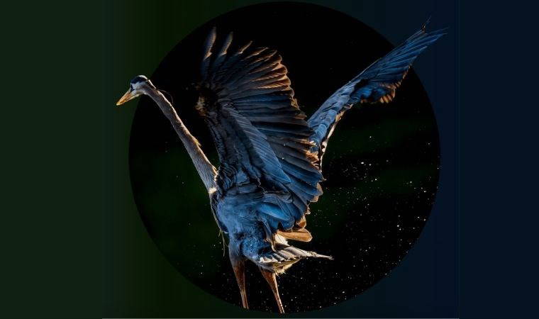 Uluslararası Fotoğraf ve Film Festivali “Planet Lens”e başvurular açıldı