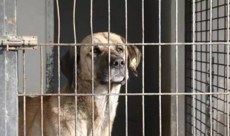 MHP'li belediyede hayvan katliamı! Barınaktaki köpekler canlı canlı gömüldü, belediye başkanı 'kurgu' dedi