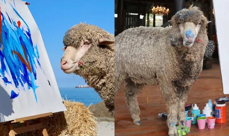 Ünlü ressam koyun 'Baanksy' kaçırıldı: Başına büyük ödül konuldu