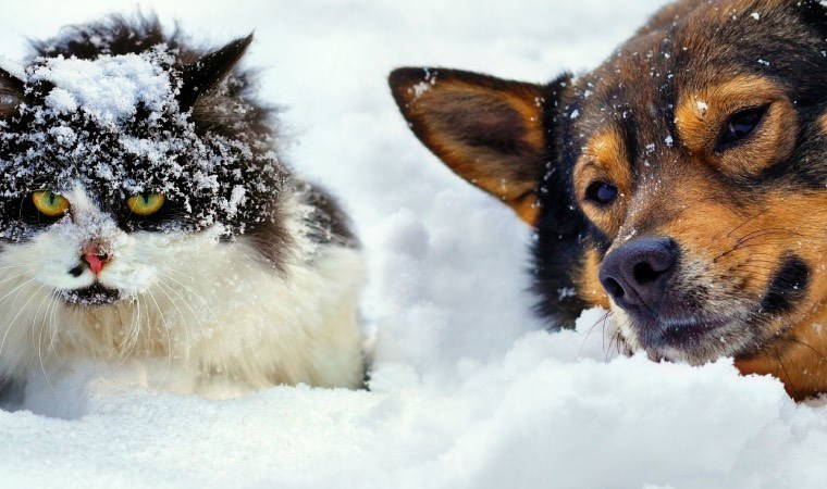 Sokak hayvanlarını unutmayın