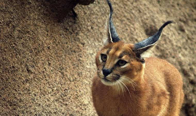 Muğla'da nesli tehlike altındaki karakulak aracın çarpması sonucu öldü