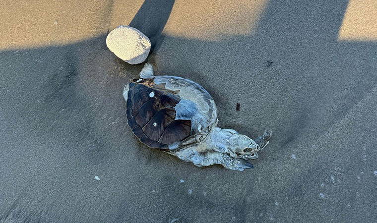 Bodrum'da ölü caretta caretta kıyıya vurdu: Otopsi yapılacak