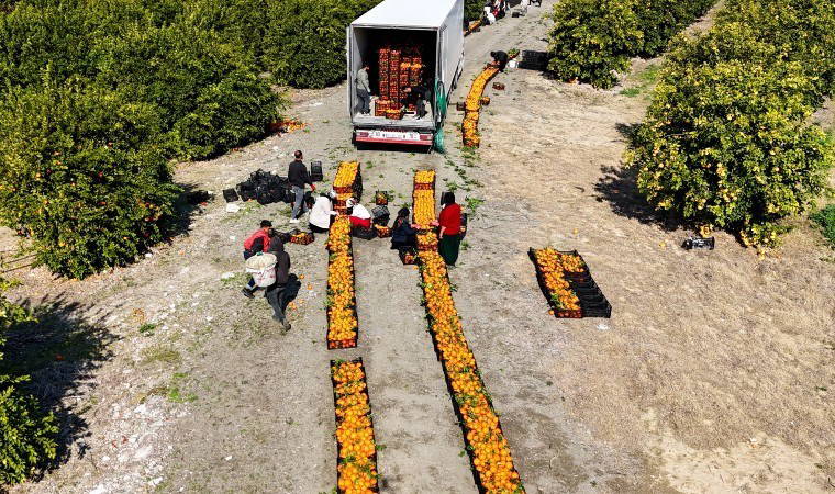 Adana'da hasat seferberliği: Kamyonların biri geliyor diğeri gidiyor! Hızlı toplanınca fiyatı düştü!