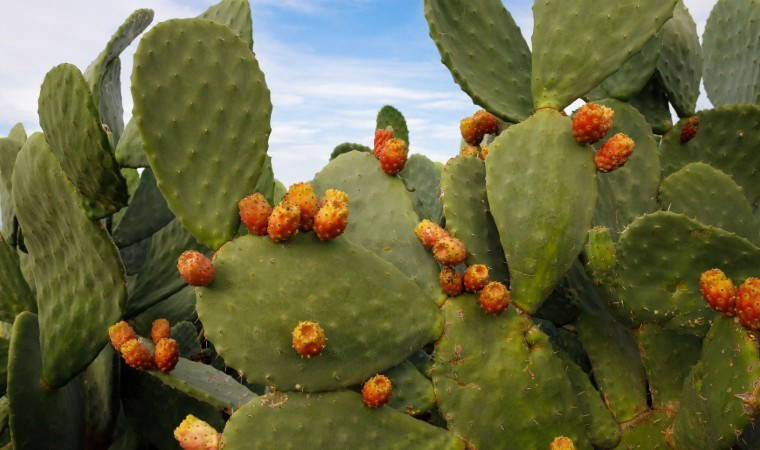 Geleceğin gıdası olacak: Besin değeri yüksek, hızlı hasat ediliyor!