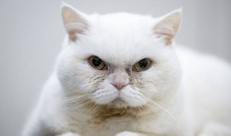 Kalp hastası kedi Lucy'ye 'stressiz yaşam' tavsiyesi