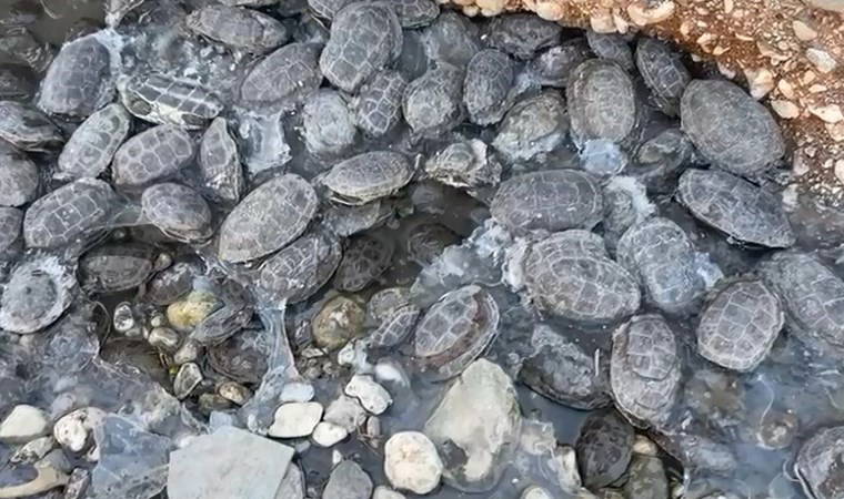 Ekipler harekete geçti: Dere yatağında mahsur kalan 316 kaplumbağa kurtarıldı