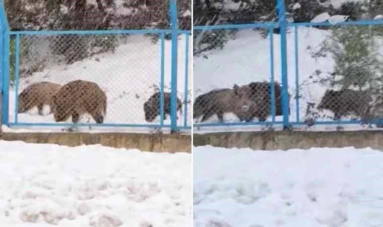 Eyüpsultan'da yiyecek arayan domuz sürüsü yola indi
