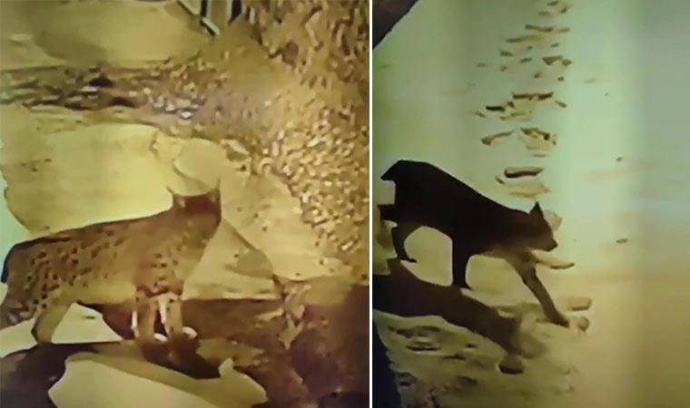 Erzincan'da nesli tehlike altındaki vaşak köye indi!