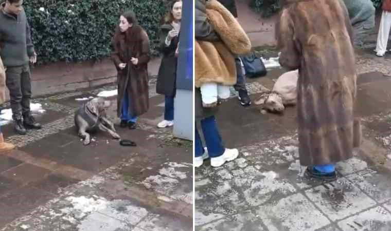 Beşiktaş'ta kaldırımda yürüyen köpek elektrik akımına kapıldı