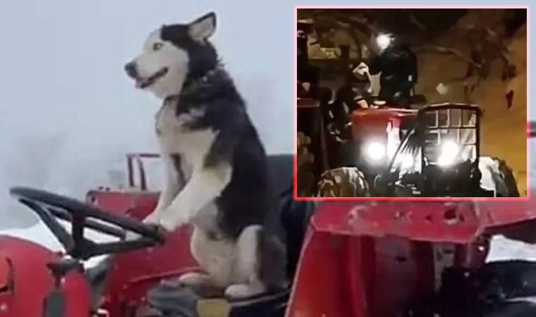 Sibirya kurdu 'Çakır' traktör sürdü: Yurttaşlar arkasında kızak keyfi yaptı!