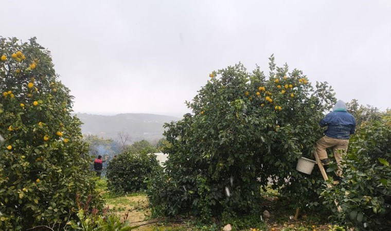 Mersin'de hasat kar altında başladı