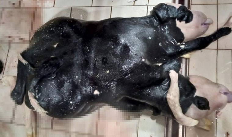 Mutasyona uğrayan buzağı, 6 ayaklı ve 2 başlı olarak doğdu
