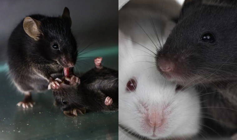 Fareler arasında tıbbi müdahale: İlk yardım refleksi şaşkınlık yarattı