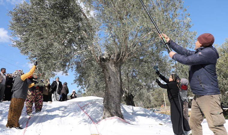 Edremit'te hasat son buldu:  Kahya ağaca bağlandı...