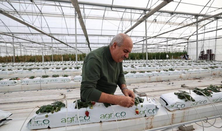 Ilıca’da yetiştirildi, ilk hasadı yapıldı!