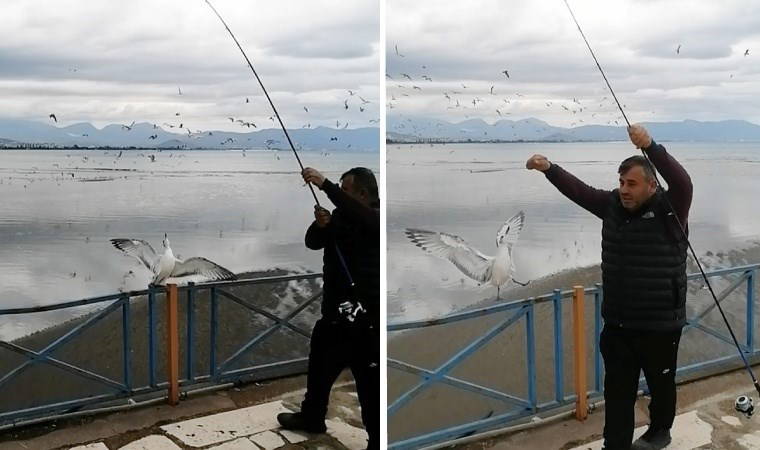 Antalya'da amatör balıkçının oltasına balık yerine martı takıldı