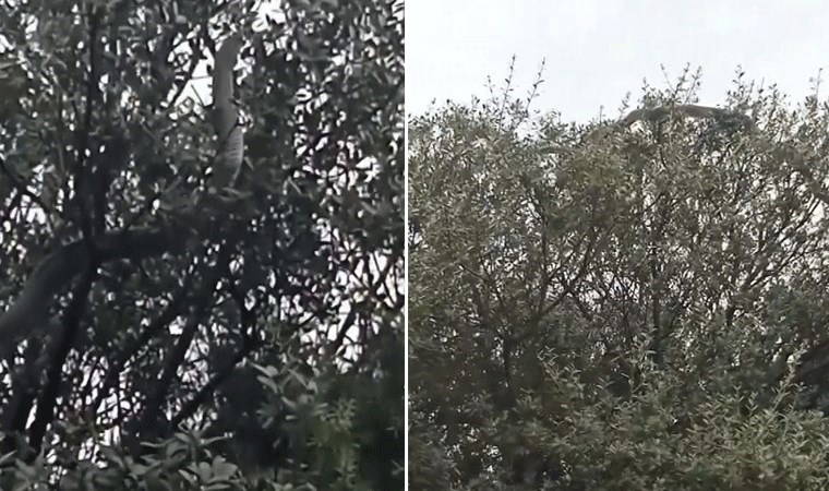 Gözlerine inanamadılar! Çanakkale'de 8 metrelik yılan panik yarattı!