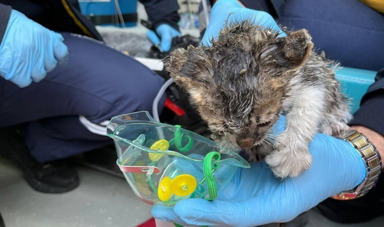 Görüntüler kamerada: Alevler içinde kalan yavru kedi oksijenle hayata döndürüldü