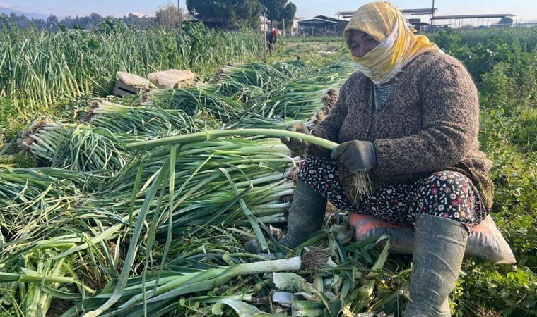 Efeler'de günlük 700 lira yevmiye ile hasat sürüyor!