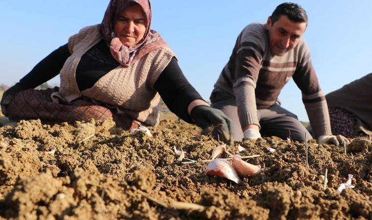 Ekim dönemi erken başladı: 4 bin ailenin geçim kaynağı...