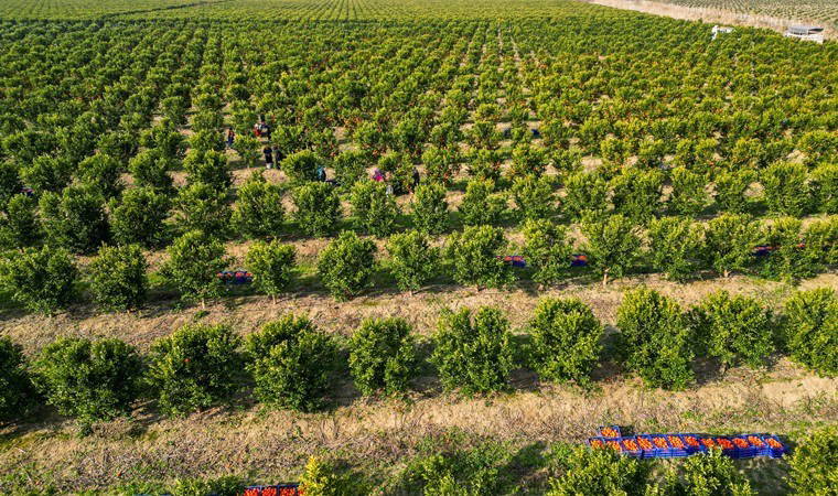 Adana'da hasat devam ediyor: Dalında satıldı! Kilosu 18 TL...