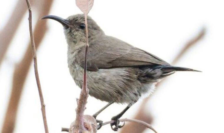 Türkiye'de ilk kez Hatay'da görüldü: 499. olarak kayıtlara geçti