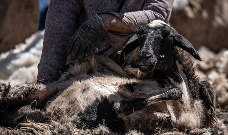 Hayvancılığa destek projesi nedir? Hayvancılığa destek projesine kimler başvurabilir, başvurular ne zaman?