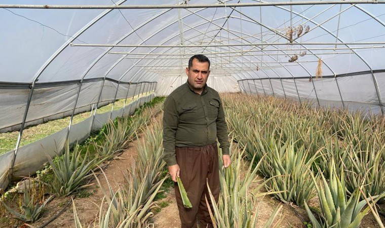 Kuzey Irak'ın sıfır noktasında yetişiyor: Üreticisi pazarlama sıkıntısı yaşıyor