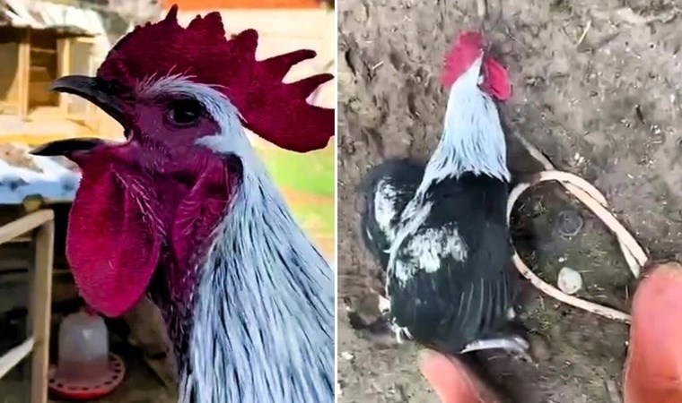 Görüntüler gündem oldu: Horoz bayılana kadar öttü...