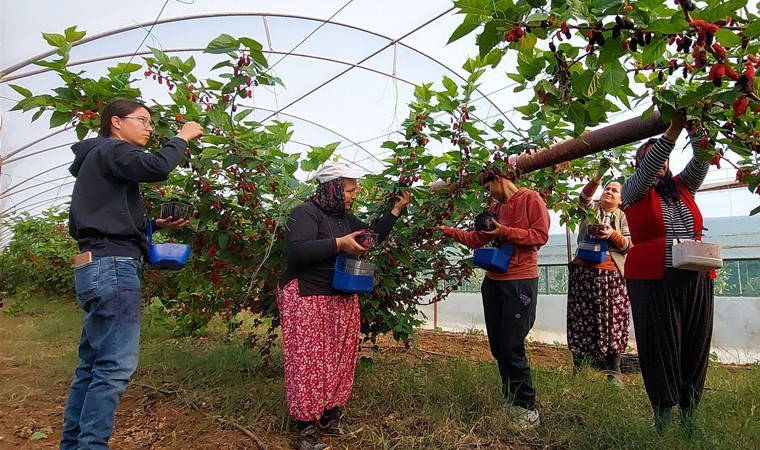 Silifke'de alternatif ürün olarak ekildi, Dubai'ye ihraç ediliyor! Bahçede kilosu 120 lira