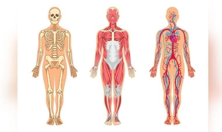 Kas geliştirmek isteyenlerin beslenme listesinde olması gereken mucize gıda: Kas onarımına yardımcı olan 10 etkili besin