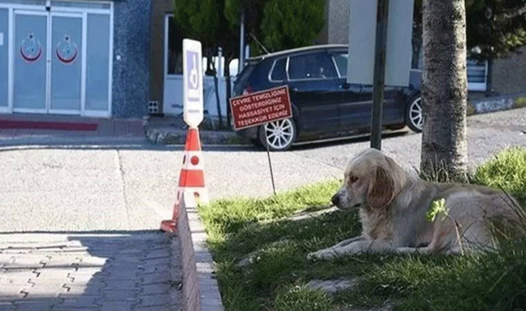 'Hastanelerde sahipsiz hayvan olmayacak'